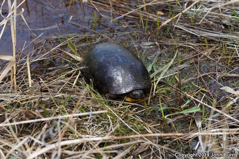 Blanding's Turtle (Emydoidea blandingii)