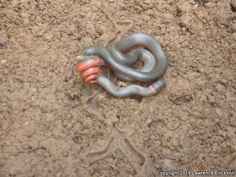 Pacific Ring-necked Snake (Diadophis punctatus amabilis)