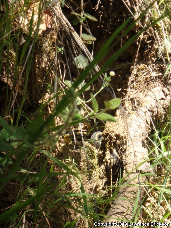 Santa Cruz Gartersnake (Thamnophis atratus atratus)