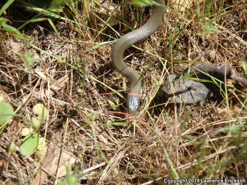 Pacific Ring-necked Snake (Diadophis punctatus amabilis)