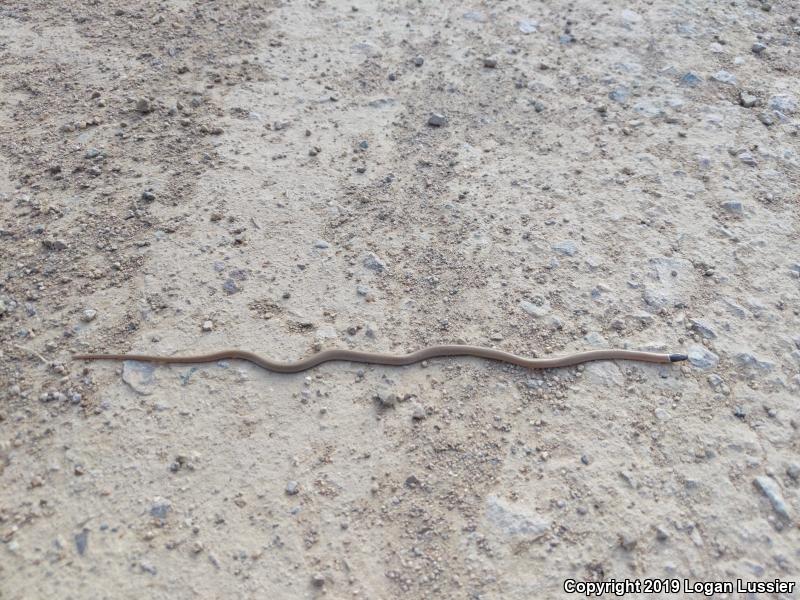 Yaqui Black-headed Snake (Tantilla yaquia)