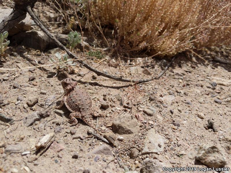 Regal Horned Lizard (Phrynosoma solare)