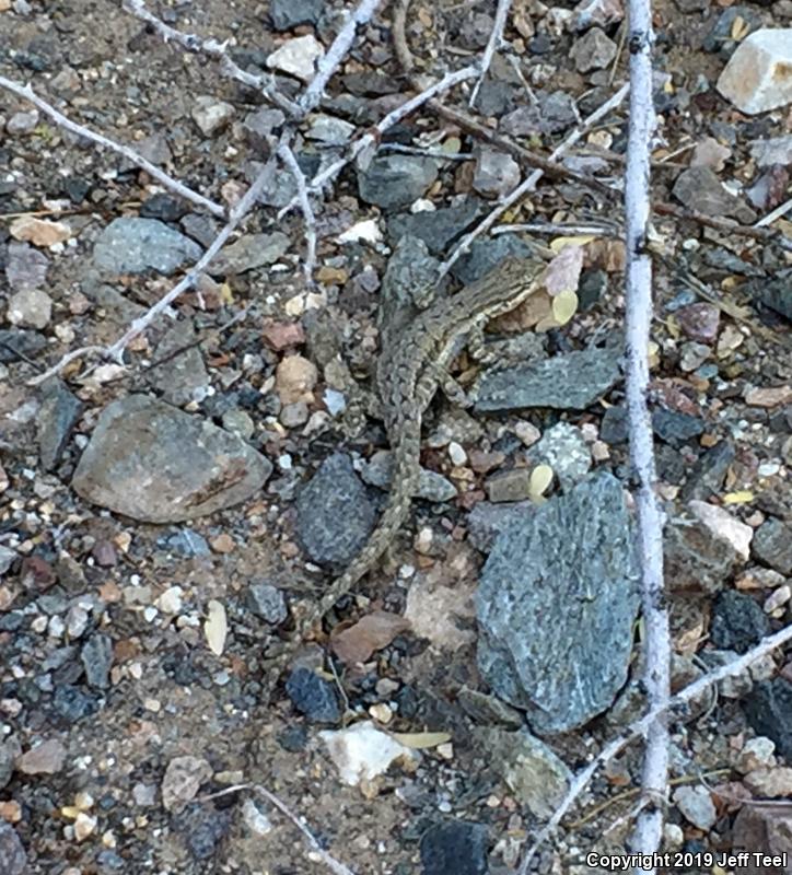 Colorado River Tree Lizard (Urosaurus ornatus symmetricus)