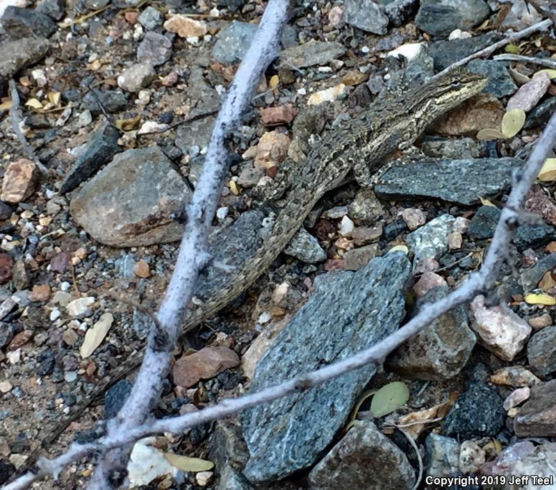 Colorado River Tree Lizard (Urosaurus ornatus symmetricus)