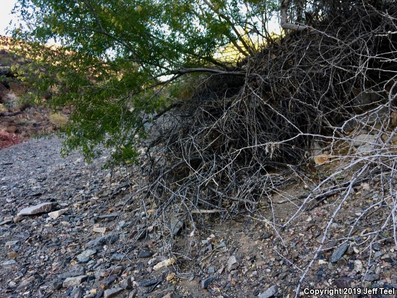 Colorado River Tree Lizard (Urosaurus ornatus symmetricus)