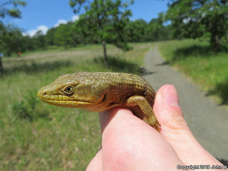 Southern Alligator Lizard (Elgaria multicarinata)