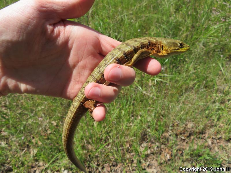 Southern Alligator Lizard (Elgaria multicarinata)