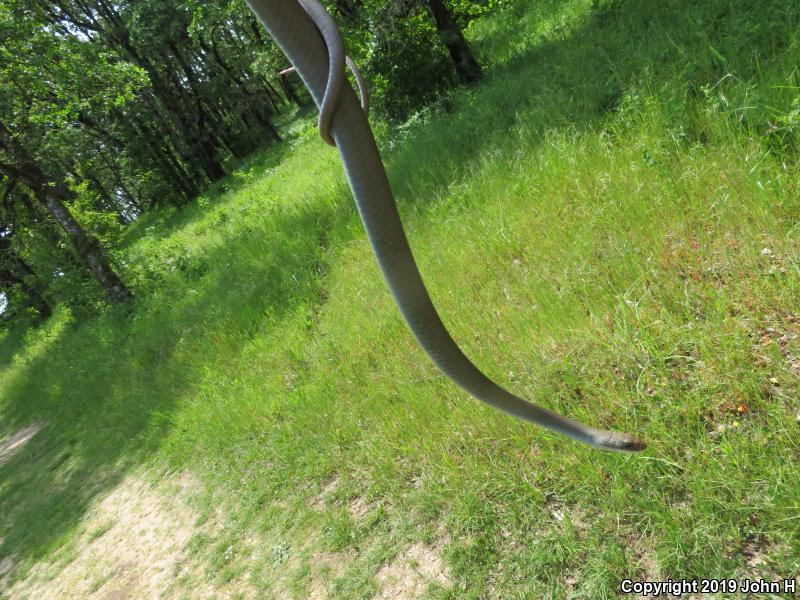 Western Yellow-bellied Racer (Coluber constrictor mormon)