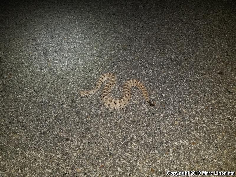 Mojave Desert Sidewinder (Crotalus cerastes cerastes)