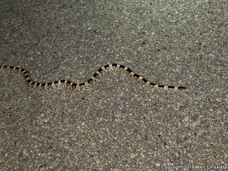 Western Long-nosed Snake (Rhinocheilus lecontei)