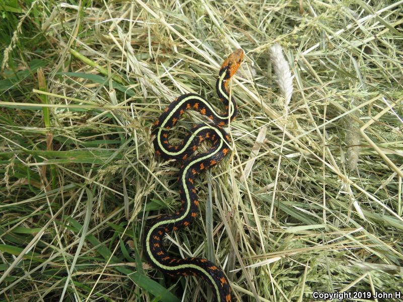 Red-Spotted Gartersnake (Thamnophis sirtalis concinnus)