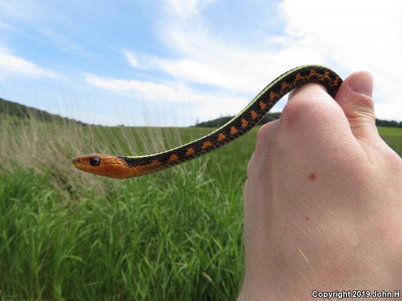 Red-Spotted Gartersnake (Thamnophis sirtalis concinnus)