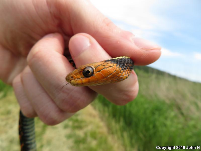 Red-Spotted Gartersnake (Thamnophis sirtalis concinnus)