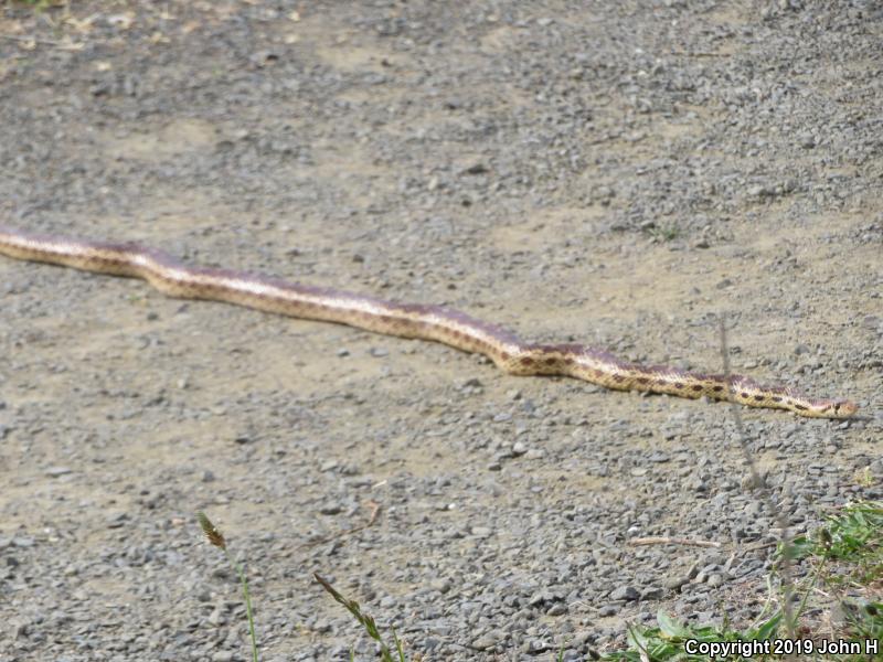 Pacific Gopher Snake (Pituophis catenifer catenifer)