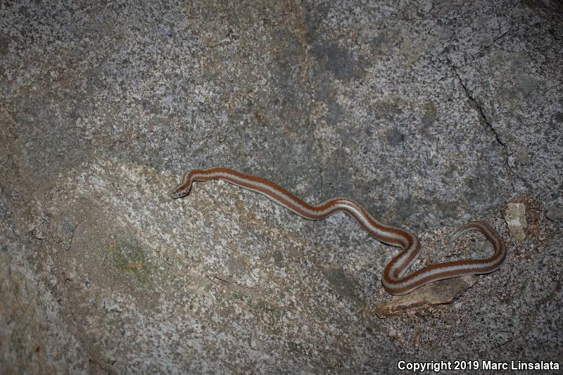 Desert Rosy Boa (Lichanura trivirgata gracia)