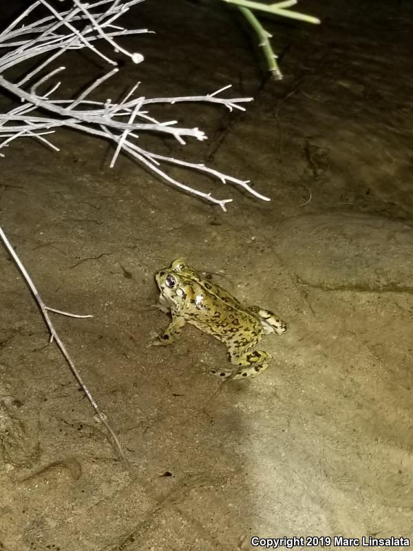 Southern California Toad (Anaxyrus boreas halophilus)