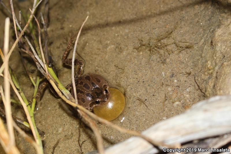 Baja California Treefrog (Pseudacris hypochondriaca)