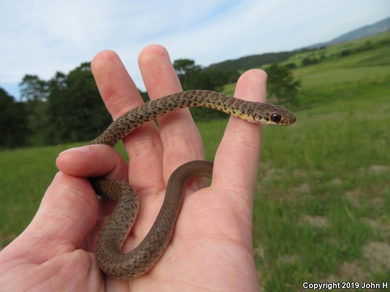 Western Yellow-bellied Racer (Coluber constrictor mormon)