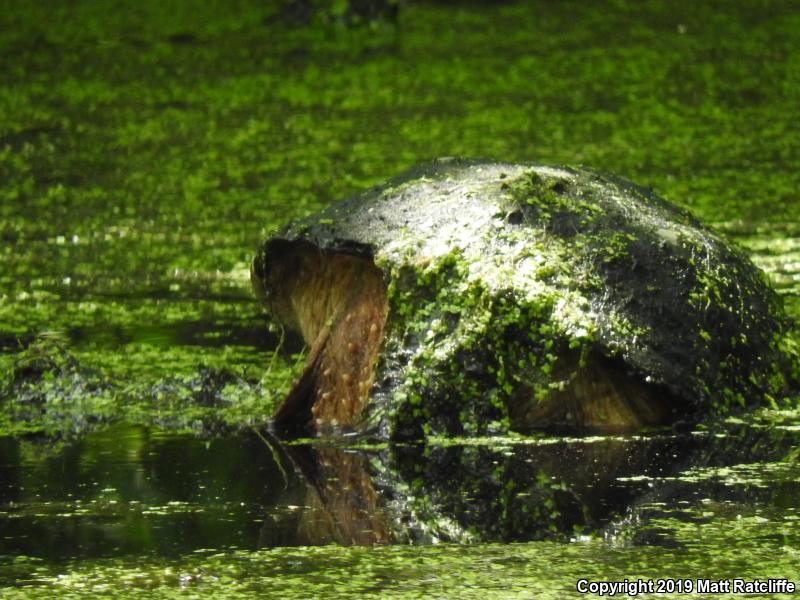 Eastern Snapping Turtle (Chelydra serpentina serpentina)