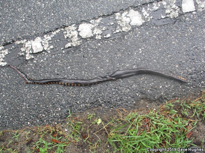 Eastern Mudsnake (Farancia abacura abacura)