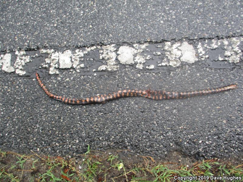 Eastern Mudsnake (Farancia abacura abacura)