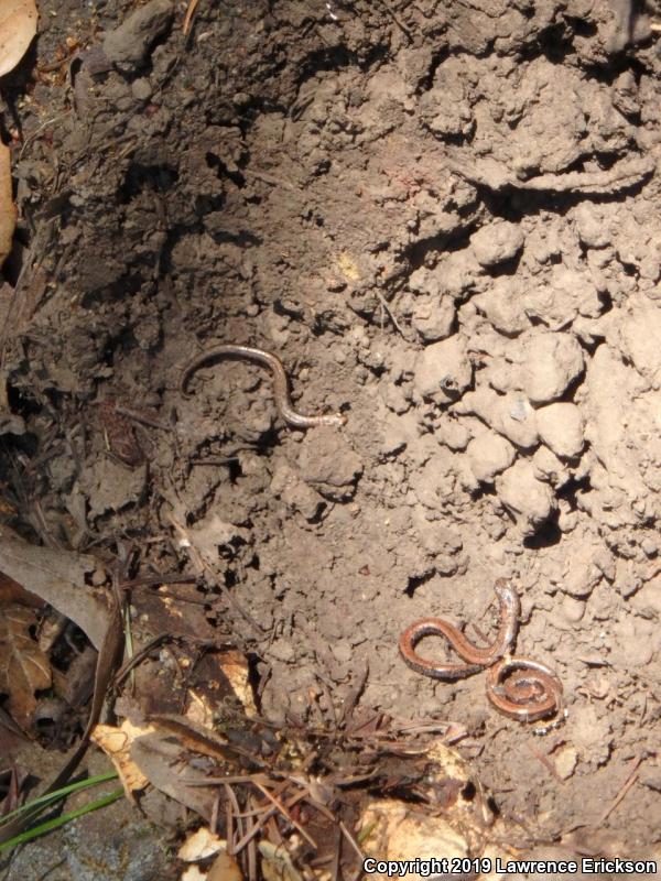 California Slender Salamander (Batrachoseps attenuatus)