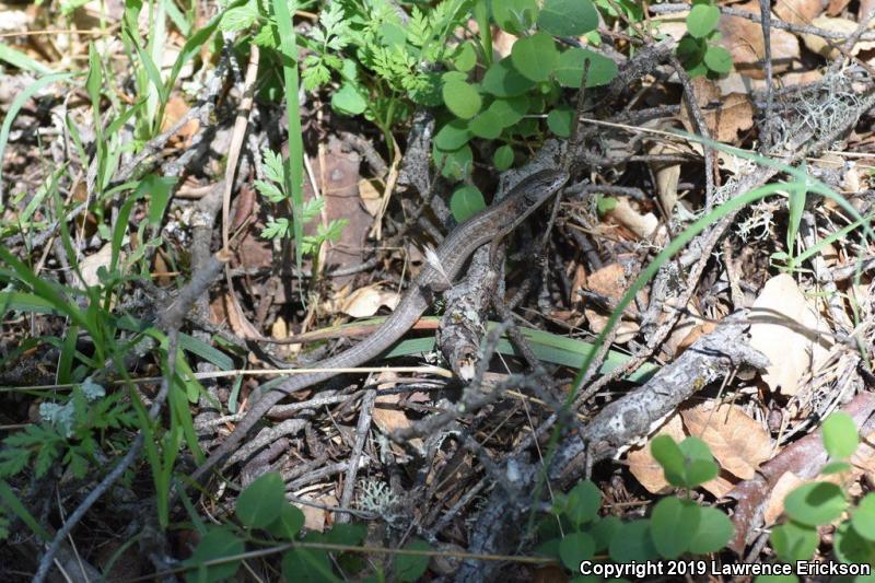 San Francisco Alligator Lizard (Elgaria coerulea coerulea)