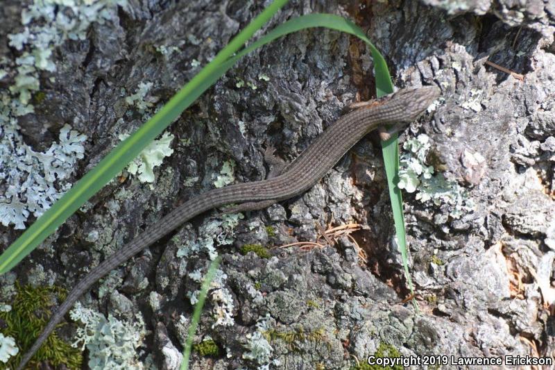 San Francisco Alligator Lizard (Elgaria coerulea coerulea)