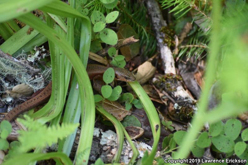 San Francisco Alligator Lizard (Elgaria coerulea coerulea)