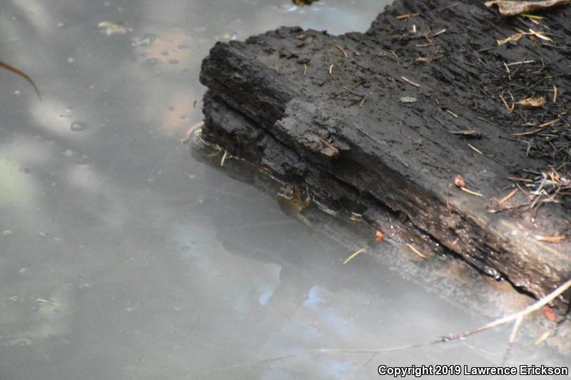 Foothill Yellow-legged Frog (Rana boylii)