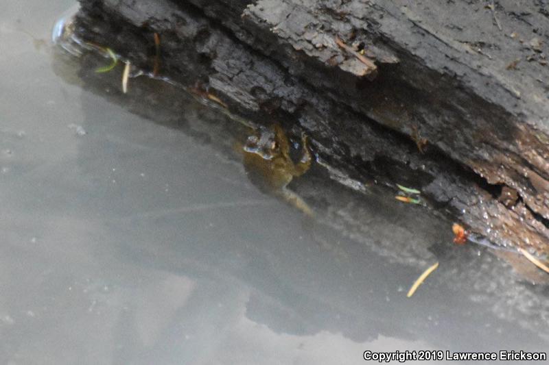 Foothill Yellow-legged Frog (Rana boylii)