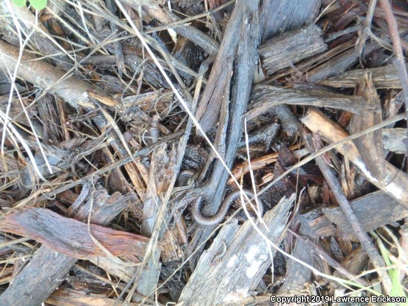 Gabilan Mountains Slender Salamander (Batrachoseps gavilanensis)