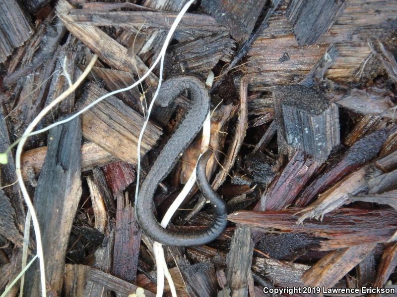 Gabilan Mountains Slender Salamander (Batrachoseps gavilanensis)