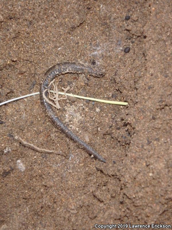 Gabilan Mountains Slender Salamander (Batrachoseps gavilanensis)