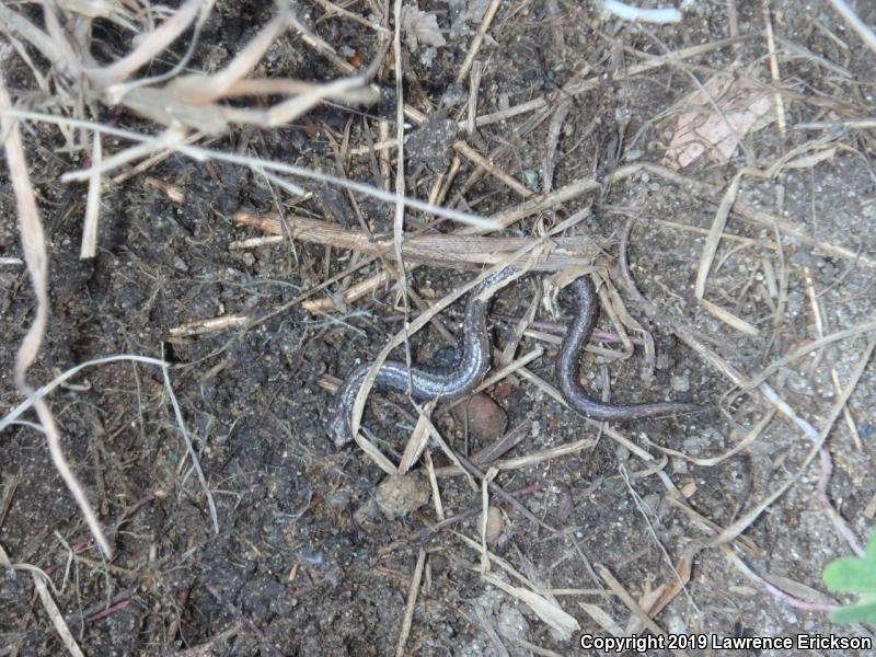 Gabilan Mountains Slender Salamander (Batrachoseps gavilanensis)