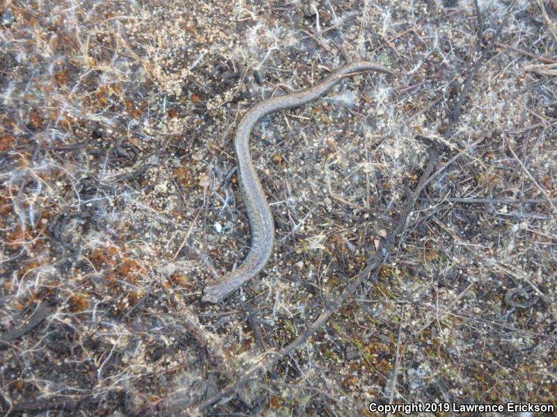 Gabilan Mountains Slender Salamander (Batrachoseps gavilanensis)