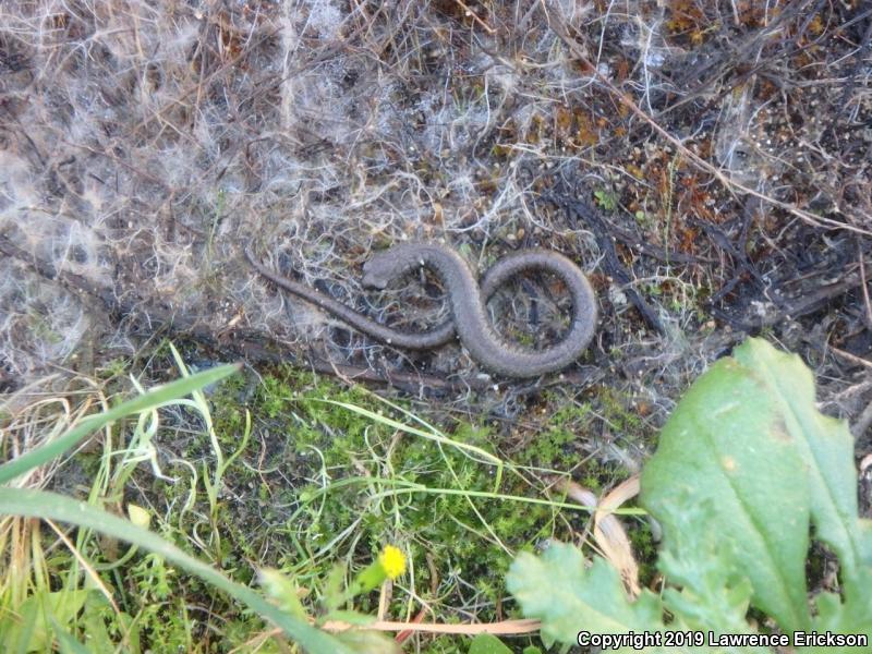 Gabilan Mountains Slender Salamander (Batrachoseps gavilanensis)