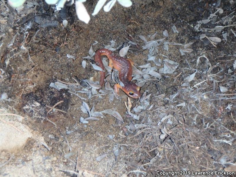 Monterey Ensatina (Ensatina eschscholtzii eschscholtzii)