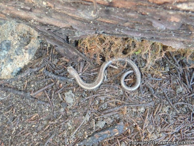 Gabilan Mountains Slender Salamander (Batrachoseps gavilanensis)