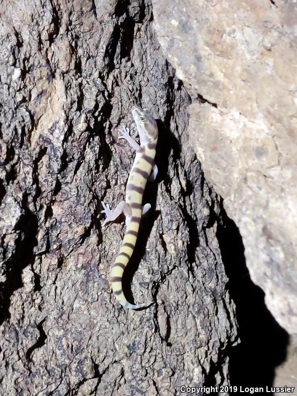 Tucson Banded Gecko (Coleonyx variegatus bogerti)