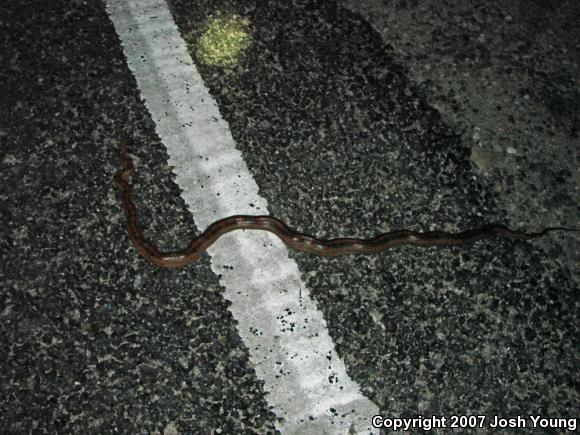 Corn Snake (Pantherophis guttatus guttatus)