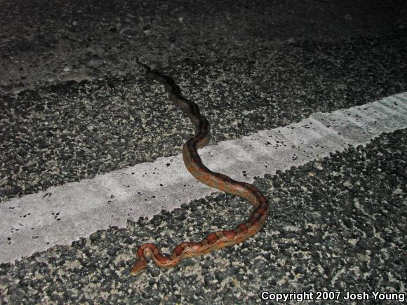 Corn Snake (Pantherophis guttatus guttatus)