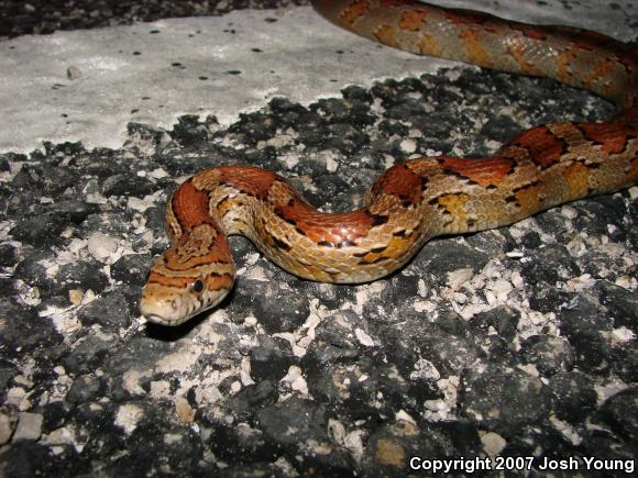 Corn Snake (Pantherophis guttatus guttatus)