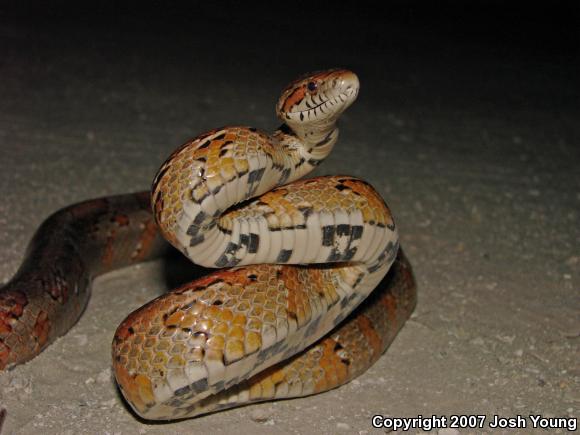 Corn Snake (Pantherophis guttatus guttatus)