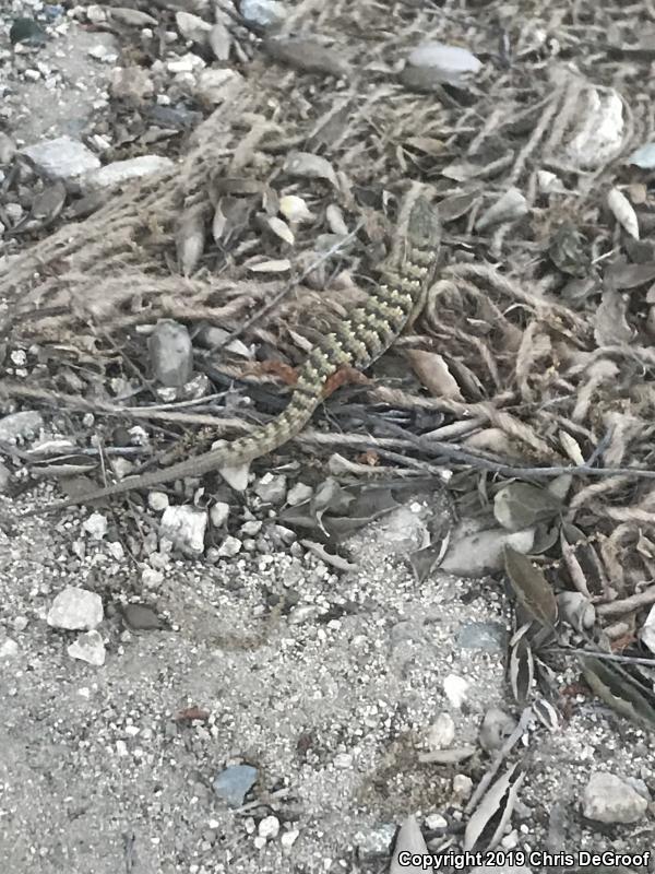 San Diego Alligator Lizard (Elgaria multicarinata webbii)