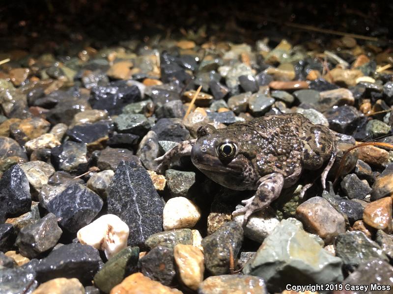 Western Spadefoot (Spea hammondii)