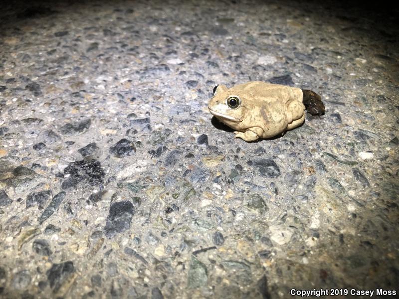 Western Spadefoot (Spea hammondii)