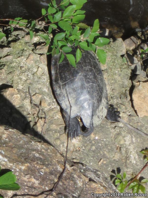 Eastern River Cooter (Pseudemys concinna concinna)