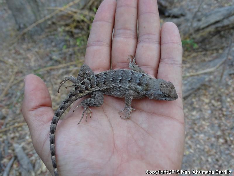 Rough Lizard (Sceloporus horridus)