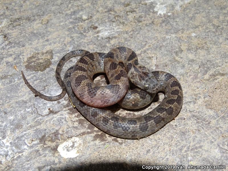 Bresson's Splendid Cat-eyed Snake (Leptodeira splendida bressoni)